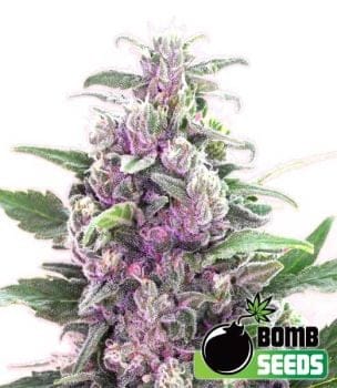 THC Bomb Auto Feminised Seeds-BOMB-THCB-AUTO-FEM