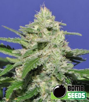 Widow Bomb Feminised Seeds-BOMB-WIDWB-FEM