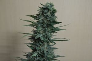 Kubanskiy Ubiyza Feminised Seeds-KS-KU-Fem