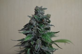 Moscow Blueberry Feminised Seeds-KS-MB-Fem