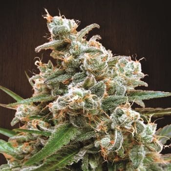 Nepal Jam Feminised Seeds-ACE-NPLJM-FEM