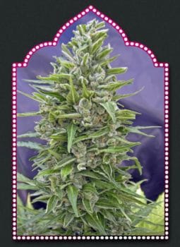 Automatik Mix Auto Feminised Seeds-00S-MIX-AUTO-FEM