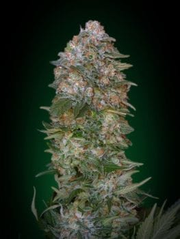 Critical Soma Feminised Seeds-ADV-CRSM-FEM
