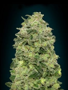 Afghan Skunk Auto Feminisiert Saatgut-ADV-AFSK-AUTO-FEM