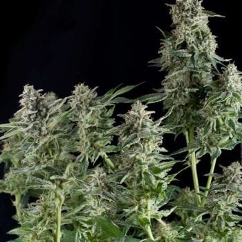 Northern Lights Feminised Seeds-PYR-NL-FEM