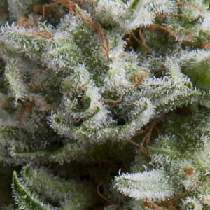 Anesthesia Auto Feminised Seeds-PYR-ANE-AFEM