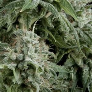 Northern Lights Auto Feminised Seeds-PYR-NL-AFEM