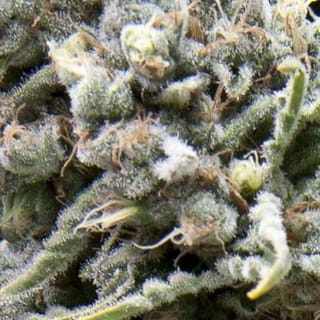 White Widow Auto Feminised Seeds-PYR-WW-AFEM