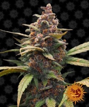 Ayahuasca Purple Feminised Seeds-BFSAP
