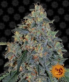 Blueberry OG Feminised Seeds-BFSBLOG