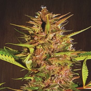 Pakistani Chitral Kush Feminised Seeds-ACEPCKFEM