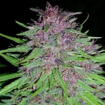 Erdpurt Regular Seeds-ACEEPREGULAR