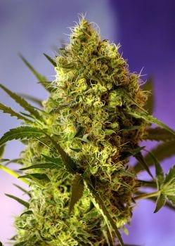 Big Devil Auto Feminised Seeds-SS-BD-Auto-Fem