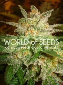 Star 47 Feminised Seeds-WOS-STAR47