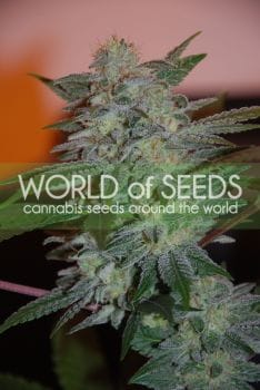 Yumbolt 47 Feminised Seeds-WOS-YUM47
