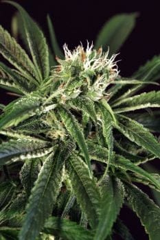 Amnesia #7 Feminised Seeds-EXO-AMN7-FEM