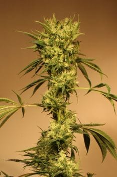 White Jewel Regular Seeds-EXO-WJ-REG