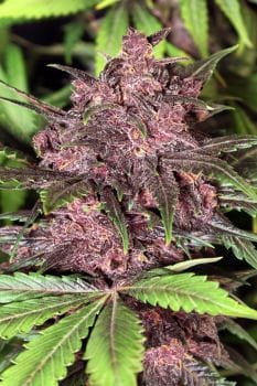 Black Haze Auto Feminised Seeds-EXO-BLH-FEM-AUTO