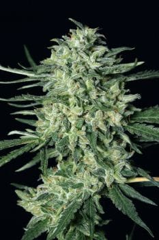 Quick Mass Feminised Seeds-EXO-QUICK-FEM