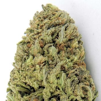 Fast and Vast Auto Feminised Seeds-HWS-FV-AUTO-FEM