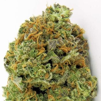 Wipeout Express Auto Feminised Seeds-HWS-WE-AUTO-FEM