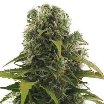 High Density Auto Feminised Seeds-HWS-HD-AUTO-FEM