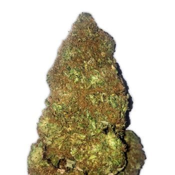 Jackpot Auto Feminised Seeds-HWS-JPOT-AUTO-FEM