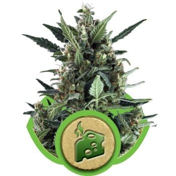 Blue Cheese Auto Feminised Seeds-RQS-BLCH-Auto-Fem
