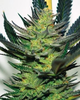 Afghan Skunk Feminised Seeds-EXP-AFSK-Fem