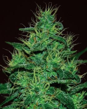 Amnesia Haze Auto Feminised Seeds-EXP-AUTO-AMHA-Fem