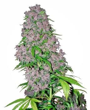 Purple Bud Feminised Seeds-WHITE-PURP-Fem