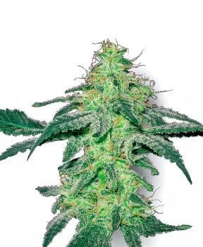 White Skunk Feminised Seeds-WHITE-WHSK-Fem