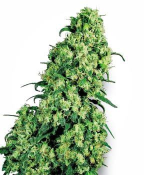 Skunk #1 Feminised Seeds-WHITE-SK1-Fem