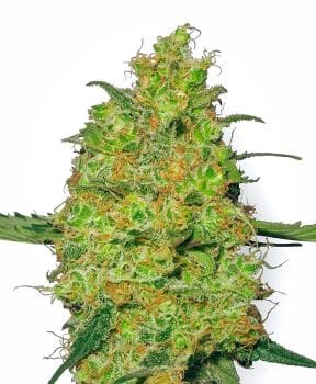 Master Kush Feminised Seeds-WHITE-MK-Fem