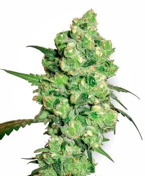 Super Skunk Feminised Seeds-WHITE-SSK-Fem