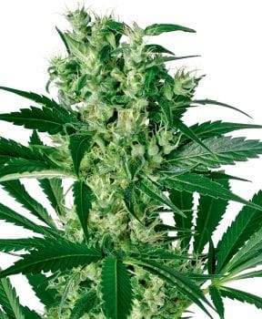 X - Haze Feminised Seeds-WHITE-XHAZ-Fem
