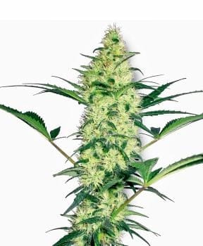 White Diesel Feminised Seeds-WHITE-WHDIES-Fem