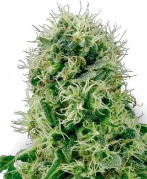 Pure Power Plant Feminised Seeds-WHITE-PPP-Fem