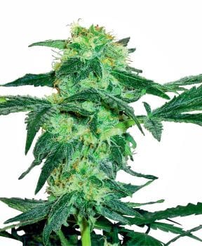 White Ice Feminised Seeds-WHITE-WHICE-Fem