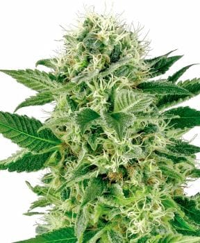 Northern Lights Feminised Seeds-WHITE-NL-Fem