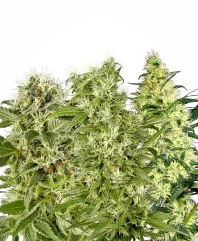 Female Mix Feminised Seeds-WHITE-MIX-Fem