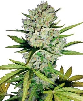 Super Skunk Auto Feminised Seeds-WHITE-AUTO-SSK-Fem