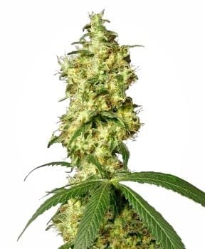 White Widow Auto Feminised Seeds-WHITE-AUTO-WW-Fem