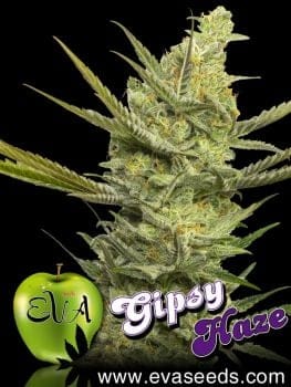 Gipsy Haze Feminised Seeds-EVA-GIPHAZ-FEM