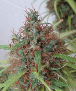Honduras Regular Seeds-ACEHONREG