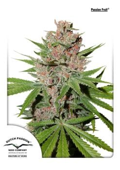 Passion Fruit Feminized Seeds-dp-passion-fruit