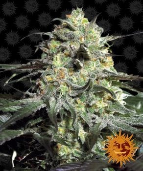 Peyote Cookies Feminised Seeds-BFSPC-Fem