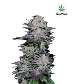 Blackberry Auto Feminised Seeds-FB-BB-Auto-Fem