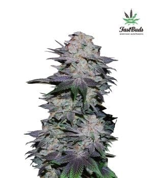 Blackberry Auto Feminised Seeds-FB-BB-Auto-Fem