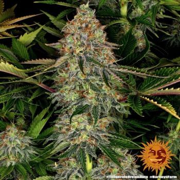 Tangerine Dream Auto Feminised Seeds-BFSTD-AUTO-F